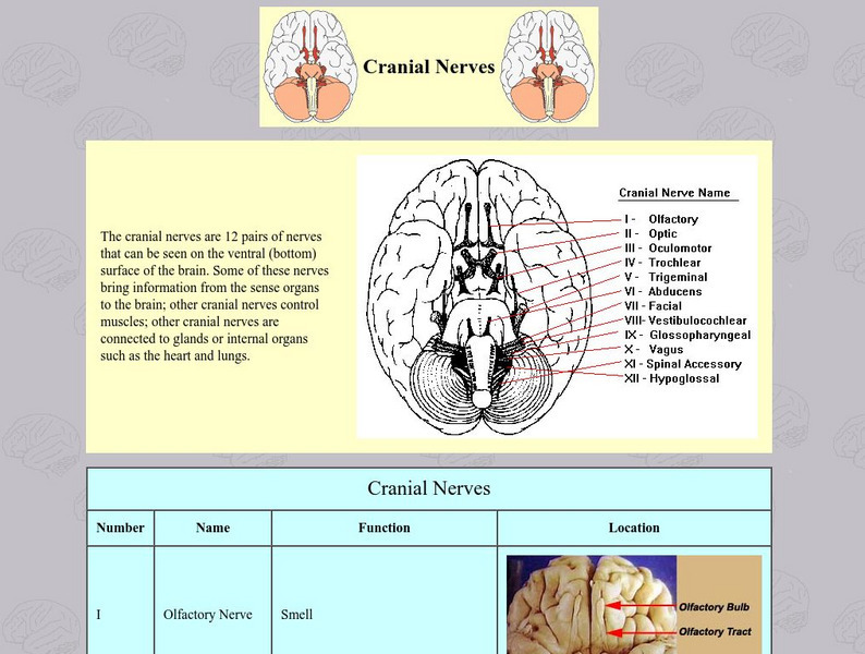 University of Washington: Cranial Nerves Graphic University of Washington: Cranial Nerves Graphic