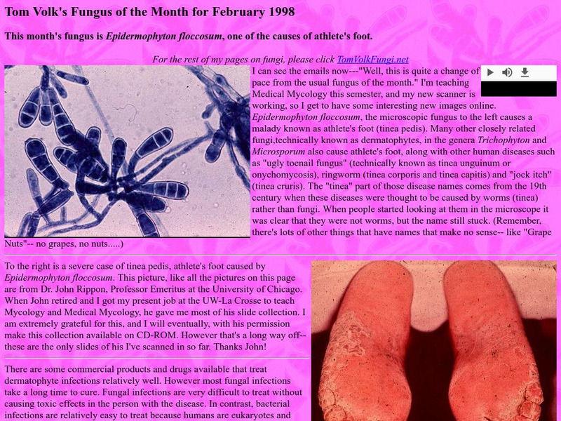 Univ. Of Wis:tom Volk's Fungus of the Month for February Handout Univ. Of Wis:tom Volk's Fungus of the Month for February Handout