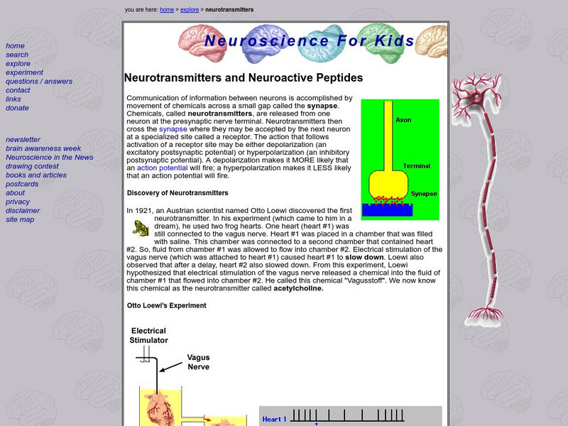 Neurotransmitters and Neuroactive Peptides Activity Neurotransmitters and Neuroactive Peptides Activity