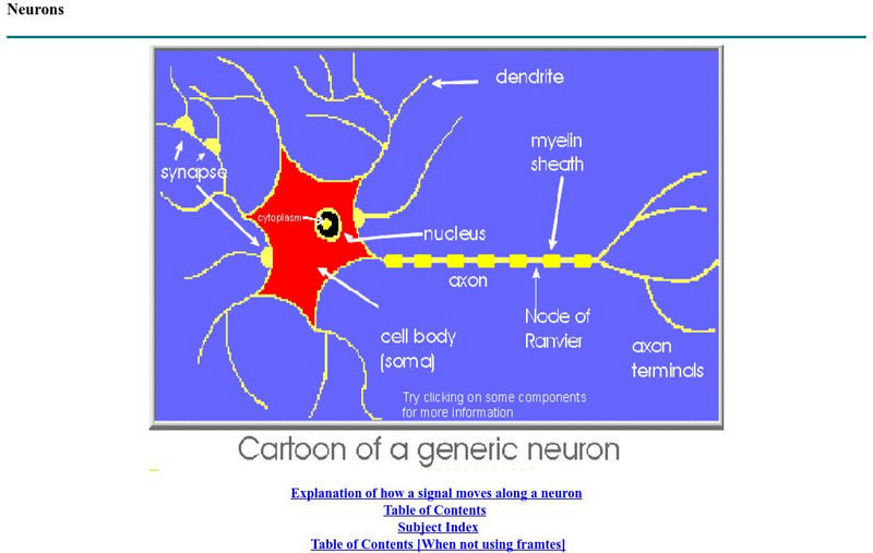 York University: Neuron Graphic Graphic York University: Neuron Graphic Graphic