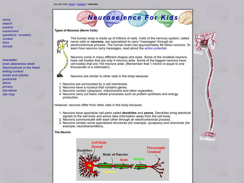 University of Washington: Types of Neurons Activity University of Washington: Types of Neurons Activity