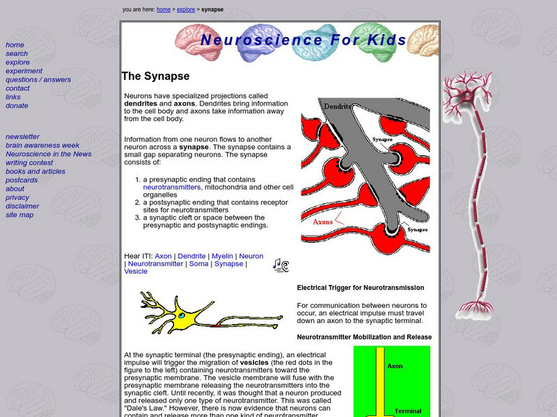 University of Washington: Making Connections:the Synapse Activity University of Washington: Making Connections:the Synapse Activity