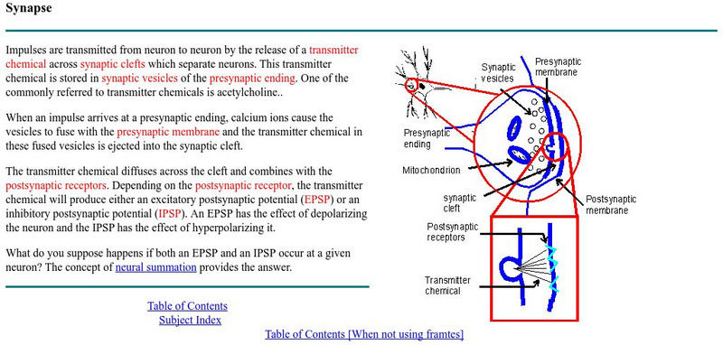 York University: The Synapse Handout