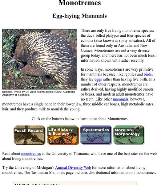 Ucmp: Monotremes, Egg Laying Mammals Handout Ucmp: Monotremes, Egg Laying Mammals Handout