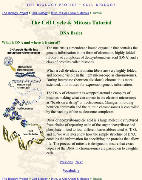 Biology Project: Cell Cycle and Mitosis Tutorial: Dna Basics Handout Biology Project: Cell Cycle and Mitosis Tutorial: Dna Basics Handout