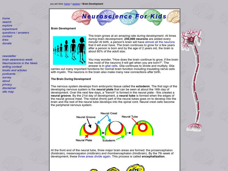 Neuroscience for Kids: Brain Development Handout Neuroscience for Kids: Brain Development Handout