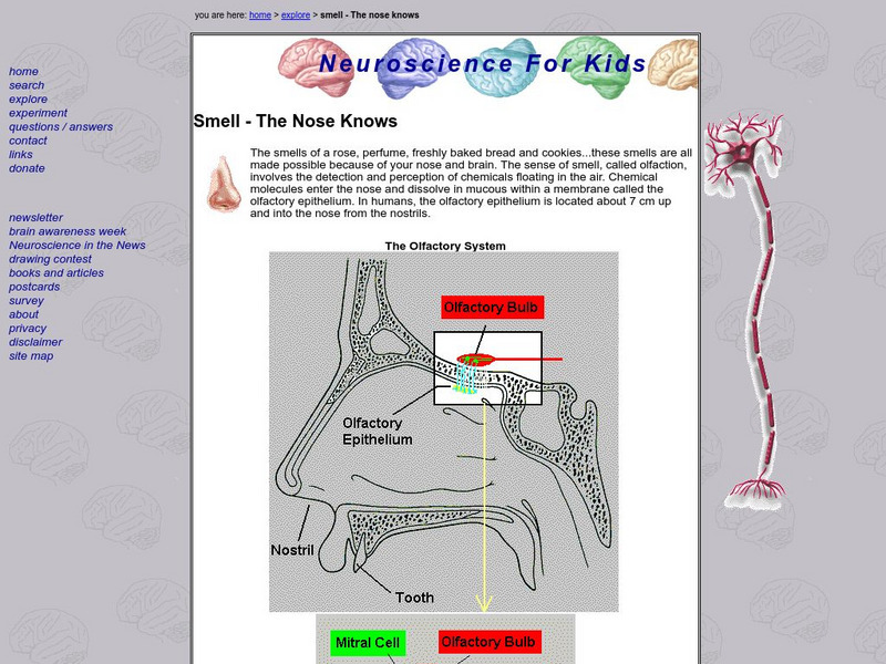 University of Washington: Nose Structure and Function Handout University of Washington: Nose Structure and Function Handout