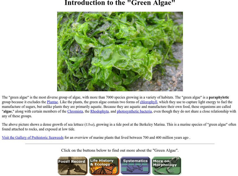 Ucmp: Green Algae Handout Ucmp: Green Algae Handout