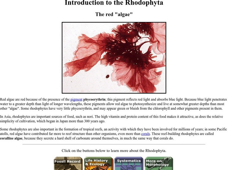 Ucmp: Introduction to the Rhodophyta Website Ucmp: Introduction to the Rhodophyta Website