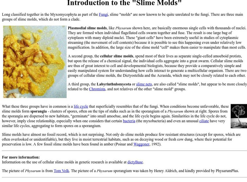 Ucmp: Introduction to Slime Molds Handout Ucmp: Introduction to Slime Molds Handout