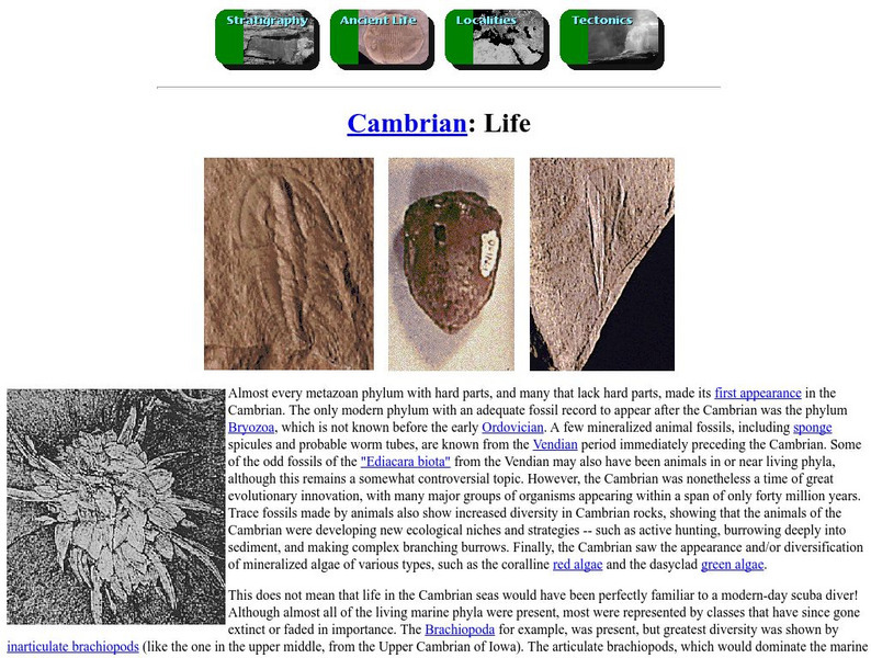 Ucmp: Life During the Cambrian Period Website Ucmp: Life During the Cambrian Period Website
