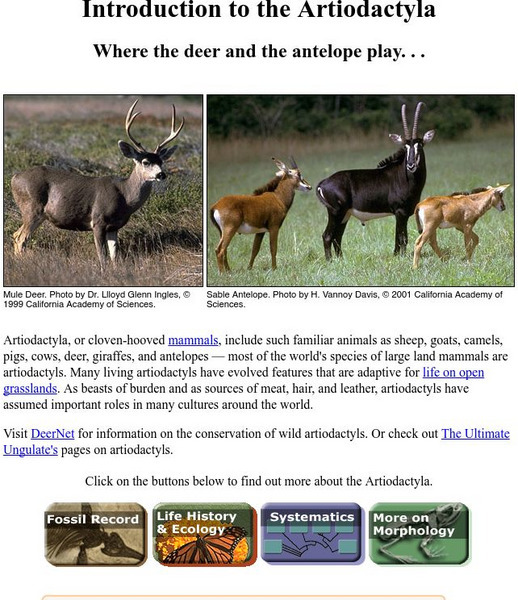 Ucmp: Introduction to Artiodactyla Handout Ucmp: Introduction to Artiodactyla Handout