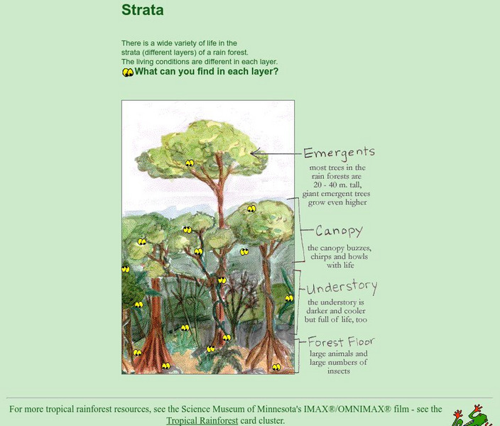 Science Museum of Minnesota: Rainforest Strata Graphic Science Museum of Minnesota: Rainforest Strata Graphic