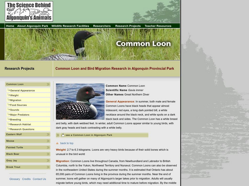 Common Loon and Bird Migration Research in Algonquin Provincial Park Unit Plan Common Loon and Bird Migration Research in Algonquin Provincial Park Unit Plan
