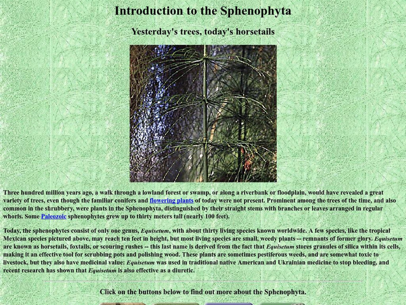 Ucmp: Yesterday's Trees Today's Horsetails Handout Ucmp: Yesterday's Trees Today's Horsetails Handout