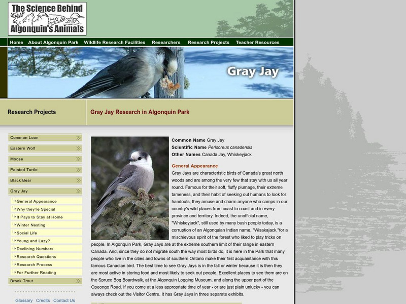 The Science Behind Algonquin's Animals: Gray Jay Unit Plan The Science Behind Algonquin's Animals: Gray Jay Unit Plan