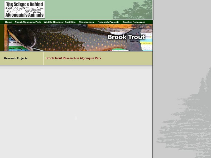 The Science Behind Algonquin's Animals: Brook Trout Research Interactive The Science Behind Algonquin's Animals: Brook Trout Research Interactive