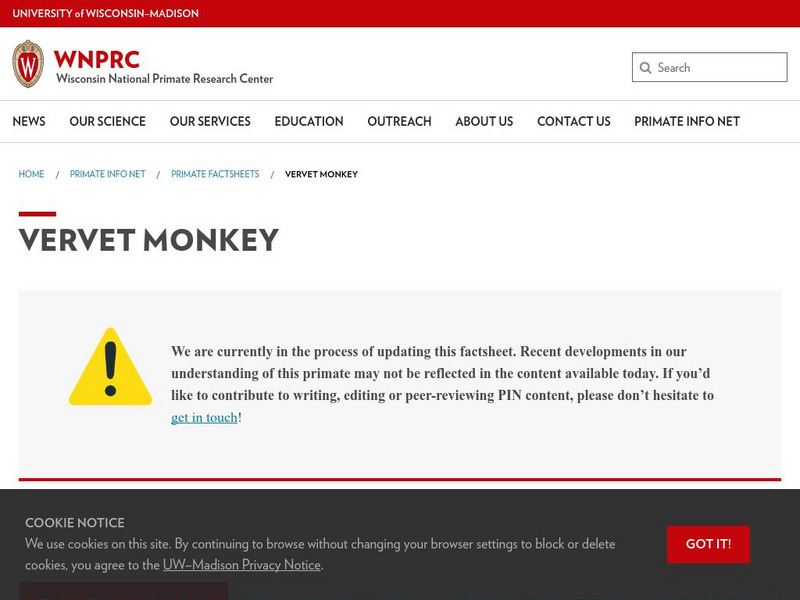 University of Wisconsin: Vervet (Chlorocebus) Handout University of Wisconsin: Vervet (Chlorocebus) Handout