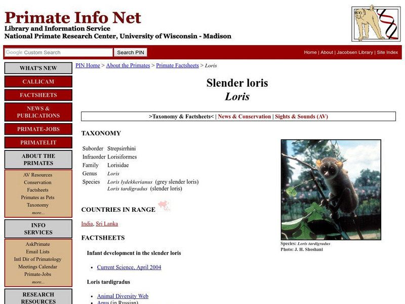 University of Wisconsin: Slender Loris Handout University of Wisconsin: Slender Loris Handout