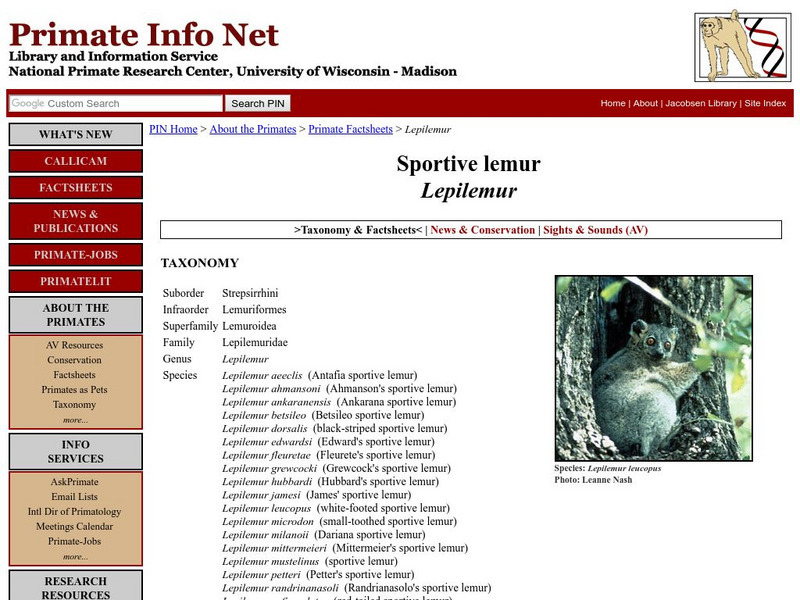 University of Wisconsin: Sportive Lemur Handout University of Wisconsin: Sportive Lemur Handout