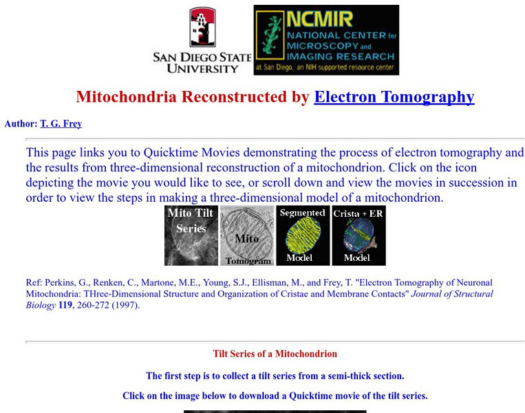 San Diego State University: Mitochondrion Reconstructed by Electron Tomography Graphic San Diego State University: Mitochondrion Reconstructed by Electron Tomography Graphic