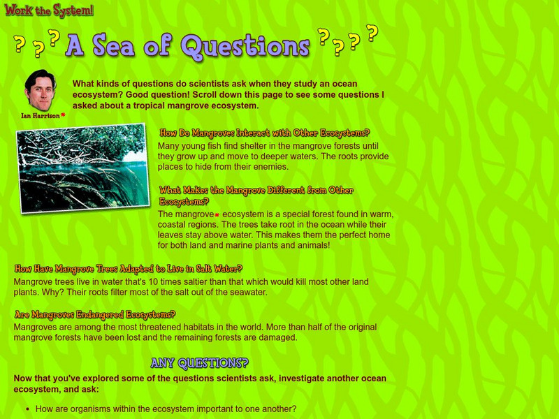 American Museum of Natural History: O Logy: A Sea of Questions About Mangroves Interactive American Museum of Natural History: O Logy: A Sea of Questions About Mangroves Interactive
