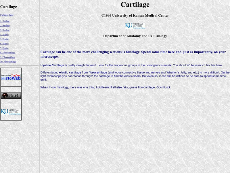 Cartilage Handout