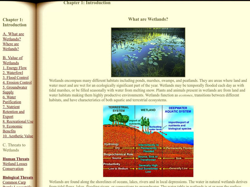 What Are Wetlands? Handout What Are Wetlands? Handout