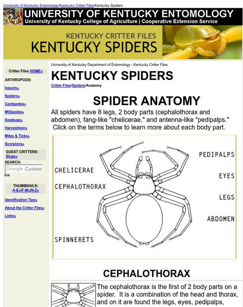 Spider Anatomy Handout Spider Anatomy Handout