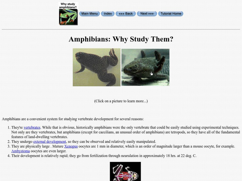 Amphibians: Why Study Them? Handout Amphibians: Why Study Them? Handout