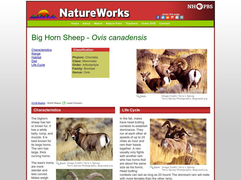 Nh Pbs: Nature Works: Bighorn Sheep Handout Nh Pbs: Nature Works: Bighorn Sheep Handout