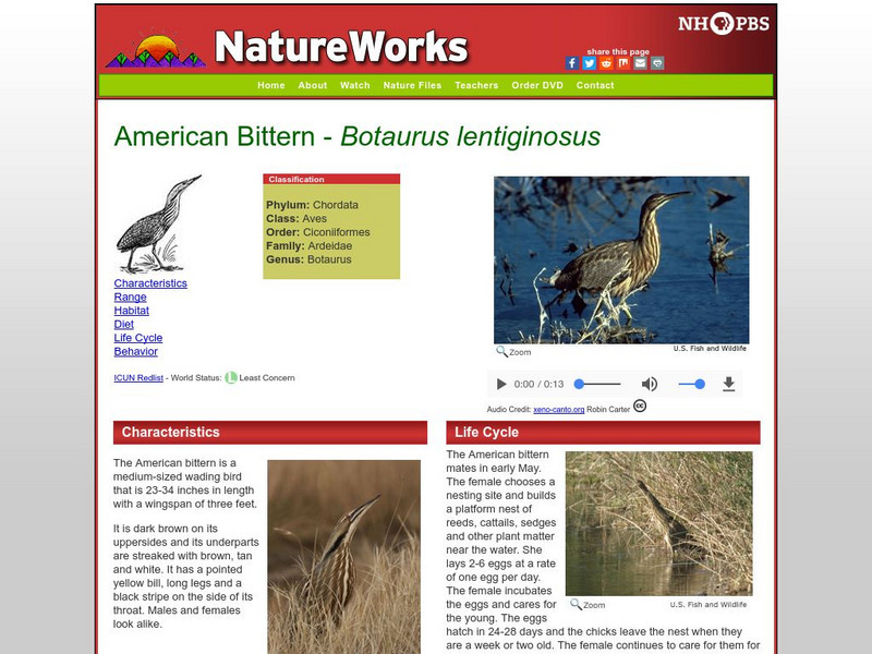 Nh Pbs: Nature Works: American Bittern Handout Nh Pbs: Nature Works: American Bittern Handout