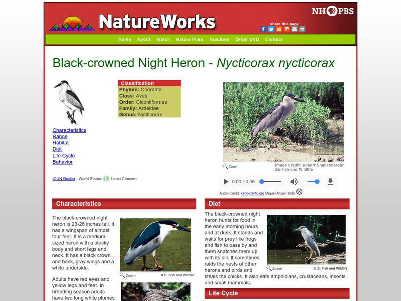 Nh Pbs: Nature Works: Black Crowned Night Heron Handout Nh Pbs: Nature Works: Black Crowned Night Heron Handout