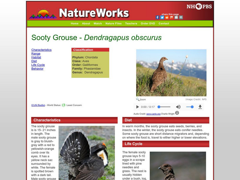 Nh Pbs: Nature Works: Blue Grouse Handout Nh Pbs: Nature Works: Blue Grouse Handout