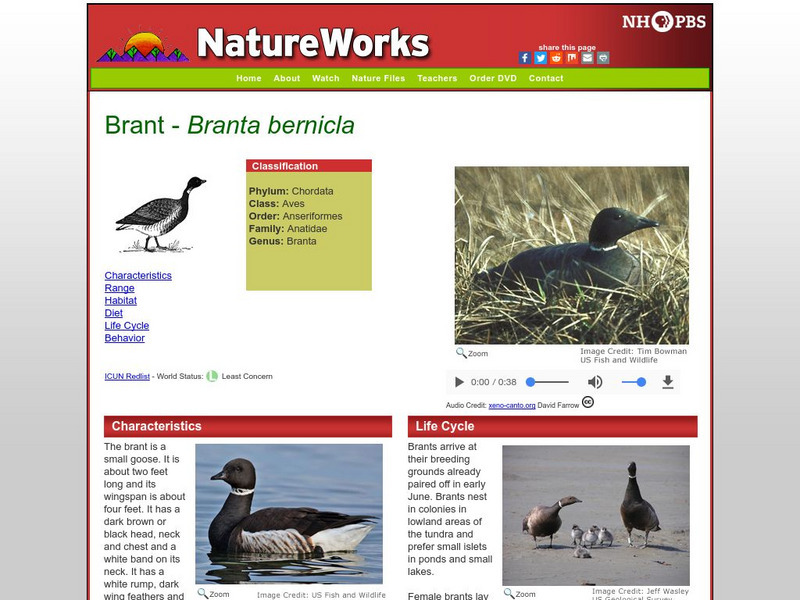 Nh Pbs: Nature Works: Brant Handout Nh Pbs: Nature Works: Brant Handout