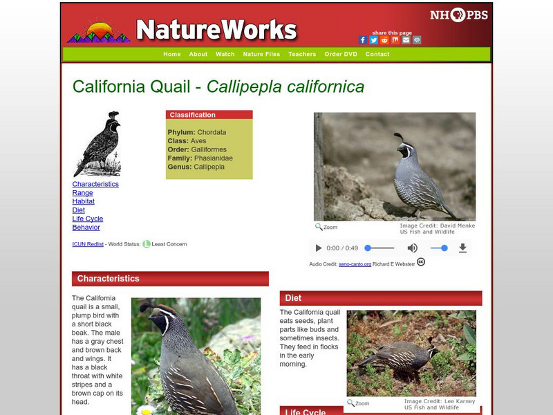 Nh Pbs: Nature Works: California Quail Handout