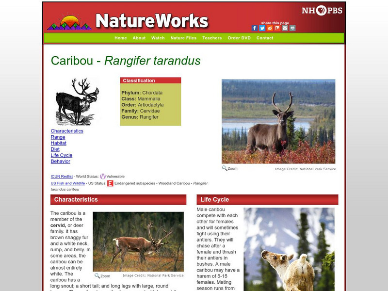 Nh Pbs: Nature Works: Caribou Handout Nh Pbs: Nature Works: Caribou Handout