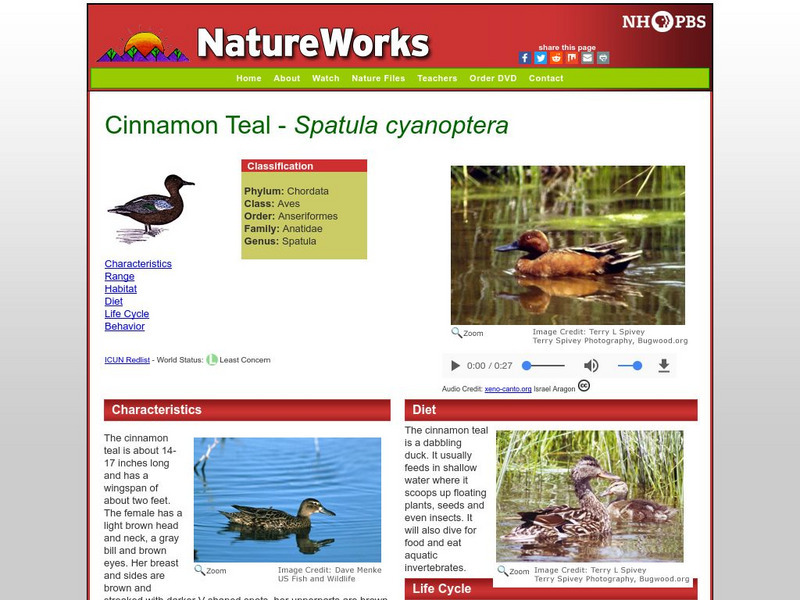 Nh Pbs: Nature Works: Cinnamon Teal Handout Nh Pbs: Nature Works: Cinnamon Teal Handout