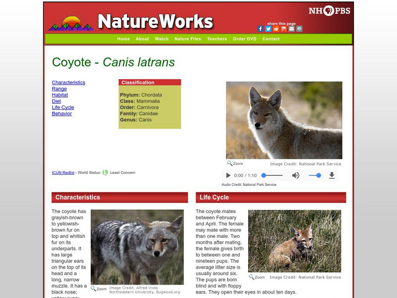 Nh Pbs: Nature Works: Coyote Handout Nh Pbs: Nature Works: Coyote Handout