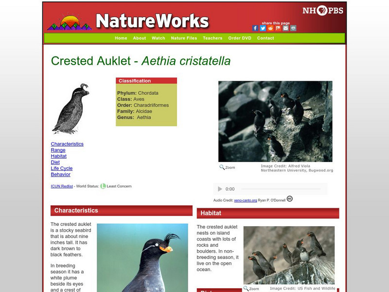 Nh Pbs: Nature Works: Crested Auklet Handout Nh Pbs: Nature Works: Crested Auklet Handout