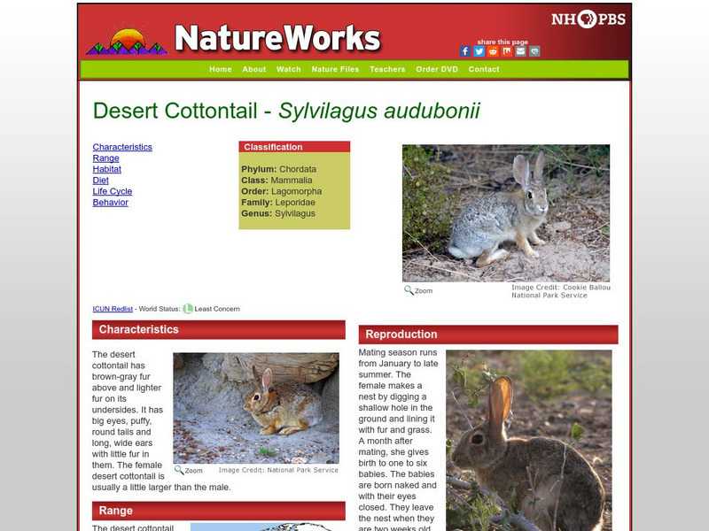 Nh Pbs: Nature Works: Desert Cottontail Handout Nh Pbs: Nature Works: Desert Cottontail Handout