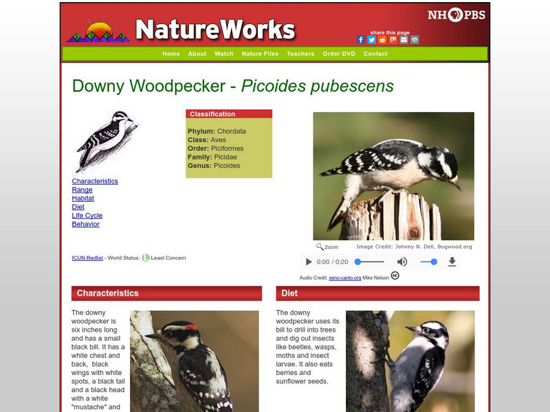 Nh Pbs: Nature Works: Downy Woodpecker Handout Nh Pbs: Nature Works: Downy Woodpecker Handout