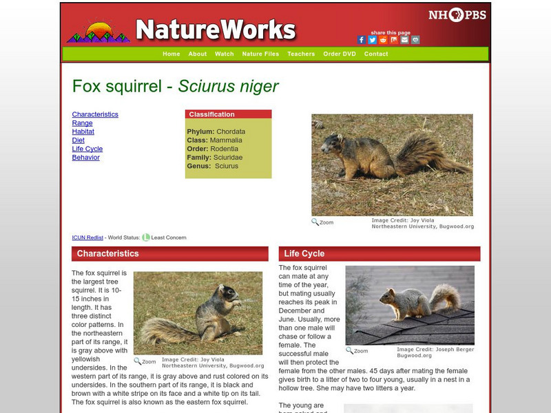 Nh Pbs: Nature Works: Eastern Fox Squirrel Handout Nh Pbs: Nature Works: Eastern Fox Squirrel Handout