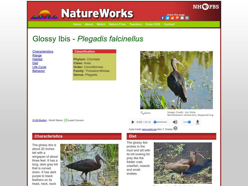 Nh Pbs: Nature Works: Glossy Ibis Handout Nh Pbs: Nature Works: Glossy Ibis Handout