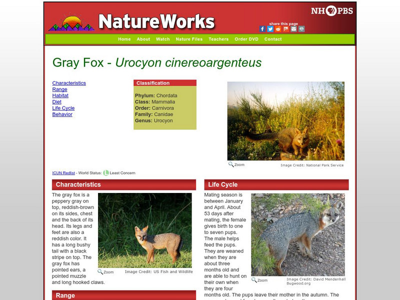 Nh Pbs: Nature Works: Gray Fox Handout Nh Pbs: Nature Works: Gray Fox Handout