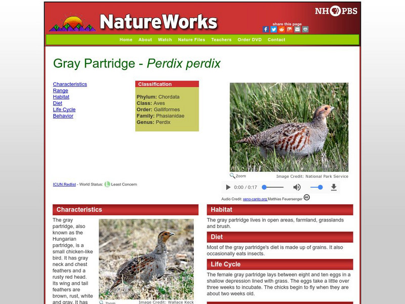 Nh Pbs: Nature Works: Gray Partridge Handout