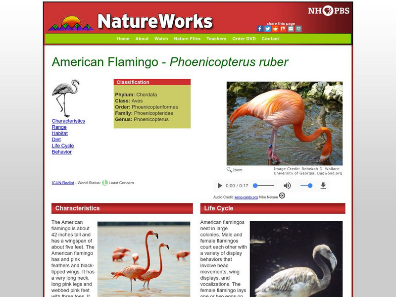 Nh Pbs: Nature Works: Greater Flamingo Handout Nh Pbs: Nature Works: Greater Flamingo Handout