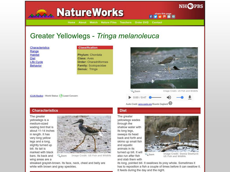 Nh Pbs: Nature Works: Greater Yellowlegs Handout Nh Pbs: Nature Works: Greater Yellowlegs Handout