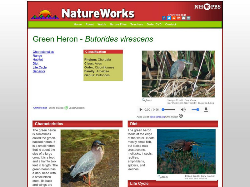 Nh Pbs: Nature Works: Green Heron Handout Nh Pbs: Nature Works: Green Heron Handout