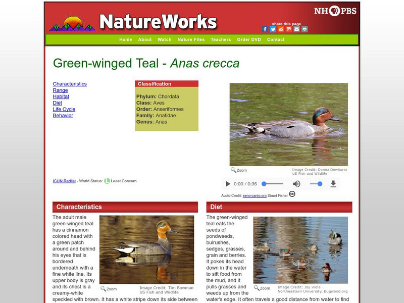Nh Pbs: Nature Works: Green Winged Teal Handout Nh Pbs: Nature Works: Green Winged Teal Handout